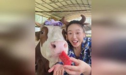 牛牛直播间吃瓜,吃瓜群众的热闹盛宴