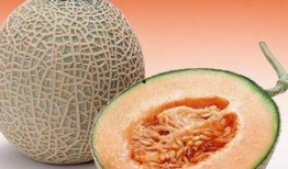 空腹吃哈密瓜,空腹吃哈密瓜的奇妙体验与注意事项