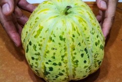 面瓜多了怎么吃,创意烹饪指南