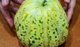 面瓜多了怎么吃,创意烹饪指南