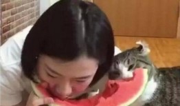 猫吃梨瓜做法大全,梨瓜美食制作攻略大全