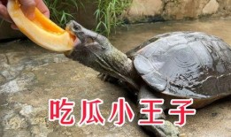 王子吃哈密瓜,一段甜蜜的邂逅之旅