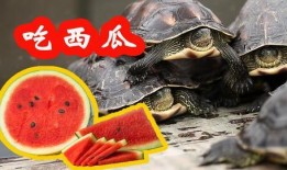 吃瓜的小乌龟,趣味横生的夏日时光
