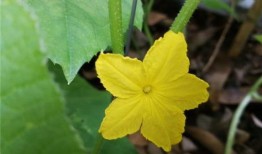 赏花吃瓜啦,畅游春日美好时光