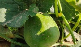 龙一马吃瓜,揭秘娱乐圈背后的秘密与真相