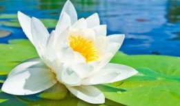 荷甜吃瓜小说,甜蜜复仇与爱情绽放