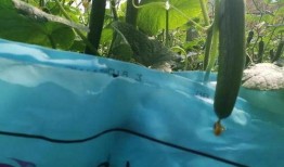 吃小瓜呛到气管,气管呛咳急救知识速学