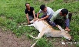 小鹿乱撞围观吃瓜,揭秘娱乐圈幕后故事