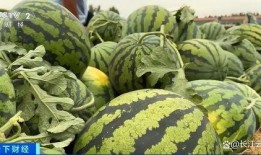 菏泽22年吃瓜事件,一场引发全民热议的神秘风波揭秘