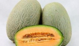 熊猫吃哈密瓜图片,哈密瓜盛宴